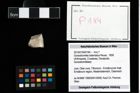 Foto (Objekt + Etikett) von Goniodromites bidentatus (Reuss, 1858)  (NHMW-GEO-2014-0194-0184)